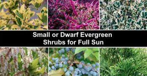 20 Small Or Dwarf Evergreen Shrubs For Full Sun (With Pictures ...