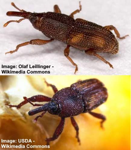 Types of House Beetles: Pictures, Identification and Control