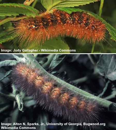 Salt Marsh Moth Caterpillar (Estigmene acrea)