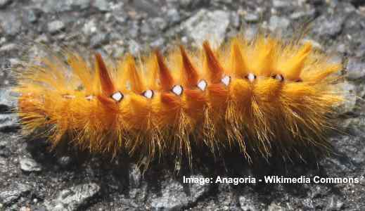 sycamore moth Acronicta aceris