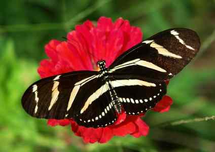 Zebra Longwing Butterfly Caterpillar (Heliconius charithonia)