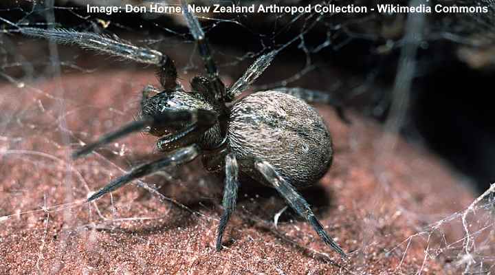 15 Common House Spiders (With Pictures) - Identification Guide