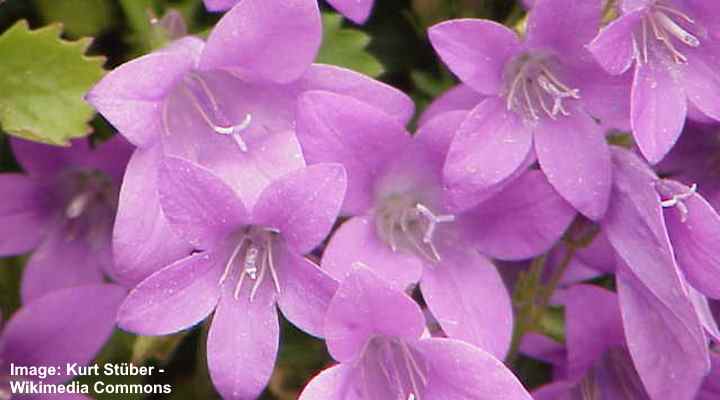 33 Ground Cover Plants With Pink Flowers With Pictures Identification Guide 5799