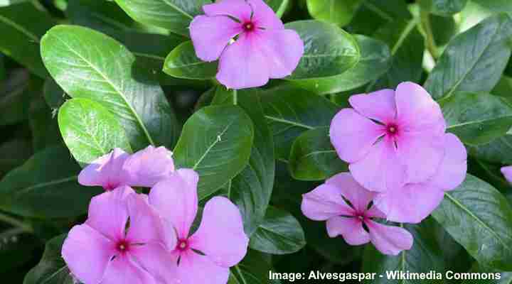 33 Ground Cover Plants With Pink Flowers With Pictures Identification Guide 6533