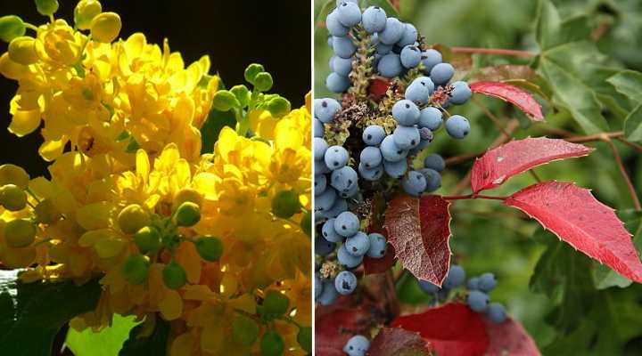 Oregon Grape Holly (Mahonia aquifolium)