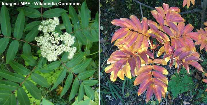 Rowan: Trees, Berries, Flowers. Leaves, Bark - Pictures and ...