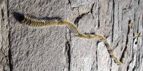 14 Venomous Caterpillars to Avoid: A Visual Identification Guide