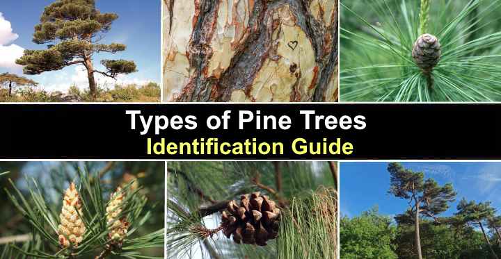 [07/2023] 37 Types Of Pine Trees With Identification Guide, Chart And ...