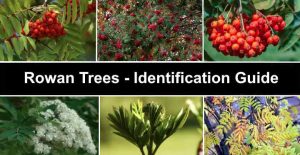 Rowan: Trees, Berries, Flowers. Leaves, Bark - Pictures and ...