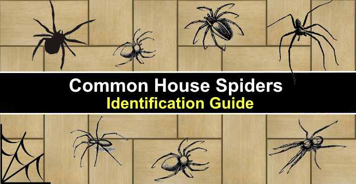 house spider identification chart Spider identification chart