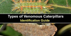 14 Venomous Caterpillars to Avoid: A Visual Identification Guide