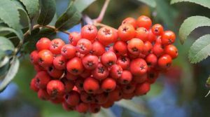 Rowan: Trees, Berries, Flowers. Leaves, Bark - Pictures and ...