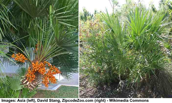 Saw Palmetto Palm Tree (Serenoa repens) 