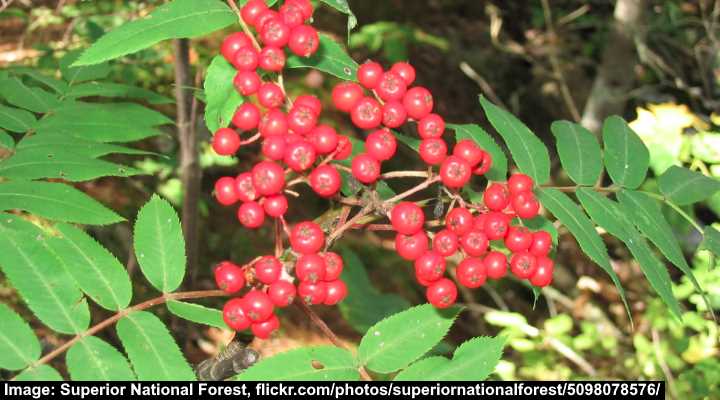 sorbus americana fruit and leaves