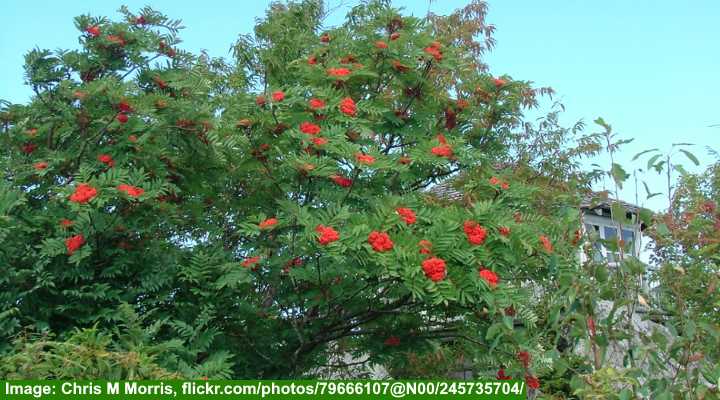 American Rowan Tree (Sorbus americana)