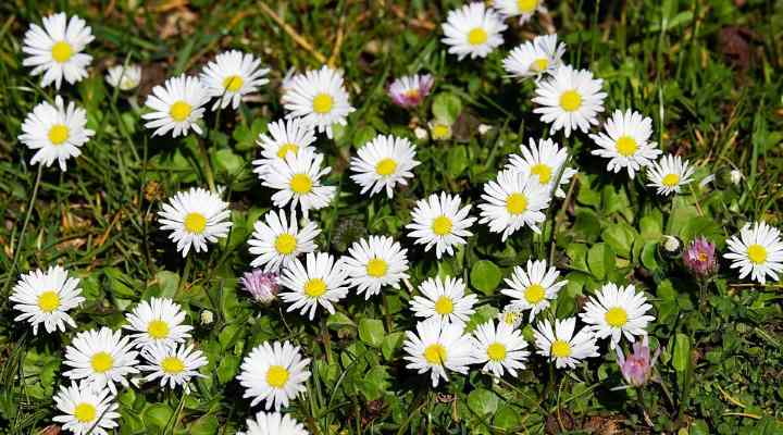 51 Types of Flowering Weeds (with Pictures): Identification Guide