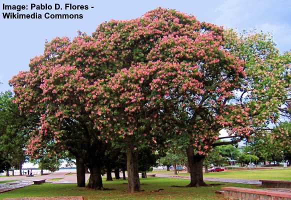 Floss Silk Tree (Ceiba speciosa)