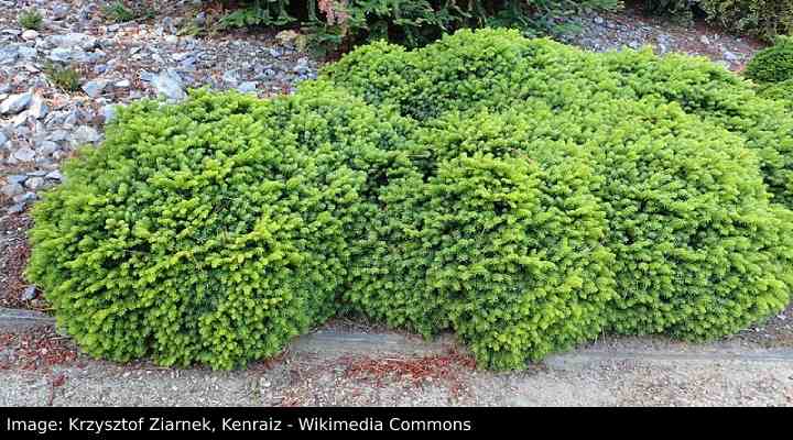 10 Dwarf Evergreen Shrubs For Full Sun Compact Picks For, 48% OFF