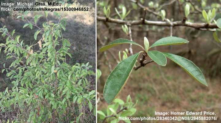Chittamwood Tree (Sideroxylon lanuginosum)