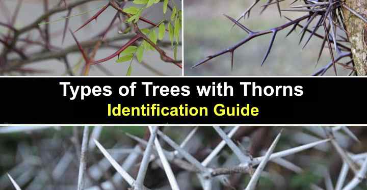 types of thorny vines