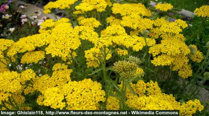 27 Ground Cover Plants With Yellow Flowers (With Pictures ...