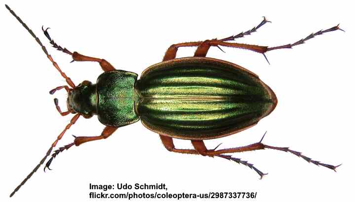 Types of Green Beetles (With Pictures) - Identification Guide