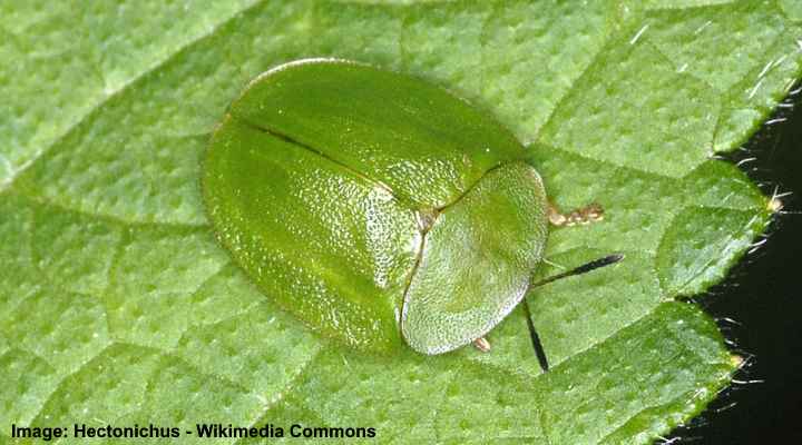 Types Of Green Beetles (With Pictures) - Identification Guide