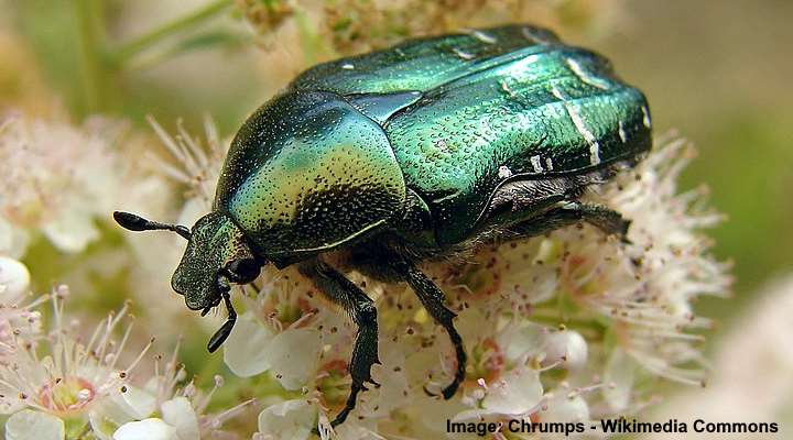 Types of Green Beetles (With Pictures) - Identification Guide