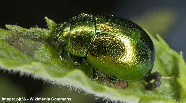 Types of Green Beetles (With Pictures) - Identification Guide