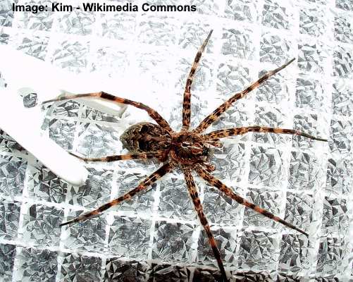 470+ Brown Spider Striped Legs Stock Photos, Pictures & Royalty-Free Images  - iStock