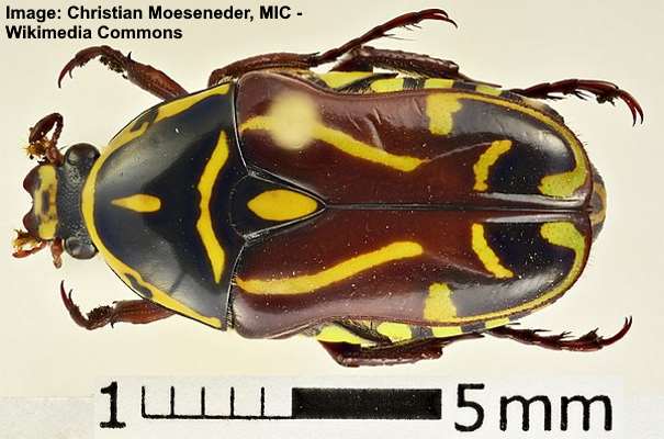 Black And Yellow Bugs With Pictures Identification Guide