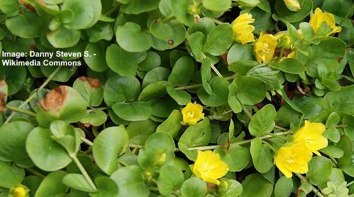 18+ indoor plants with yellow flowers - MarinaStuart