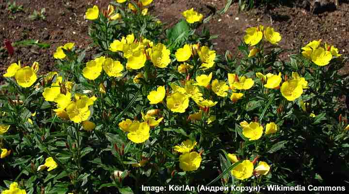 27 Ground Cover Plants With Yellow Flowers With Pictures Identification Guide