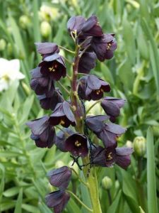 Bell Shaped Flowers (White, Purple, Red) - Pictures and Identification ...