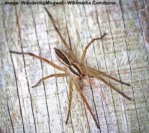 26 Types of Texas Spiders (With Pictures) - Identification Guide