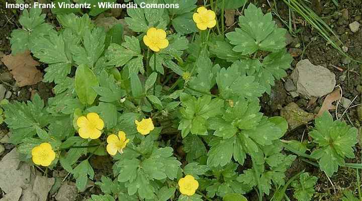 27 Ground Cover Plants With Yellow Flowers With Pictures Identification Guide