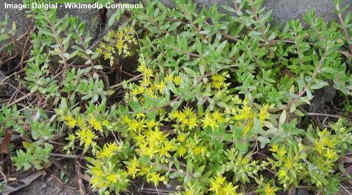 27 Ground Cover Plants With Yellow Flowers With Pictures Identification Guide