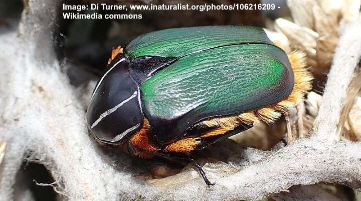 Types of Green Beetles (With Pictures) - Identification Guide