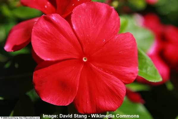 25 Ground Cover Plants With Red Flowers (With Pictures ...