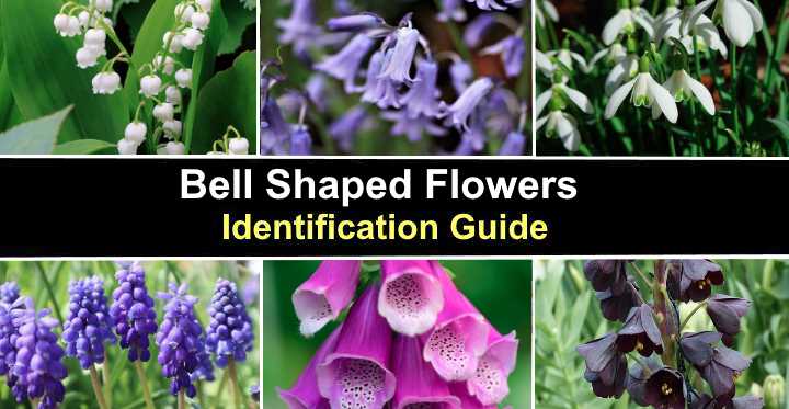 Types Of Bell-Shaped Flowers Dengarden, 45% OFF