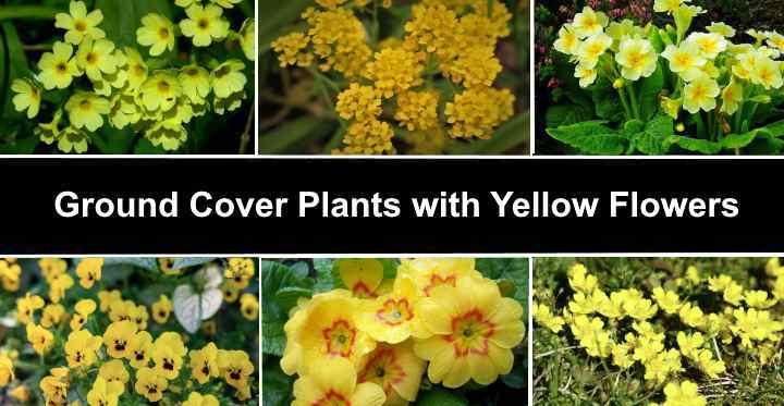 27 Ground Cover Plants With Yellow Flowers With Pictures Identification Guide