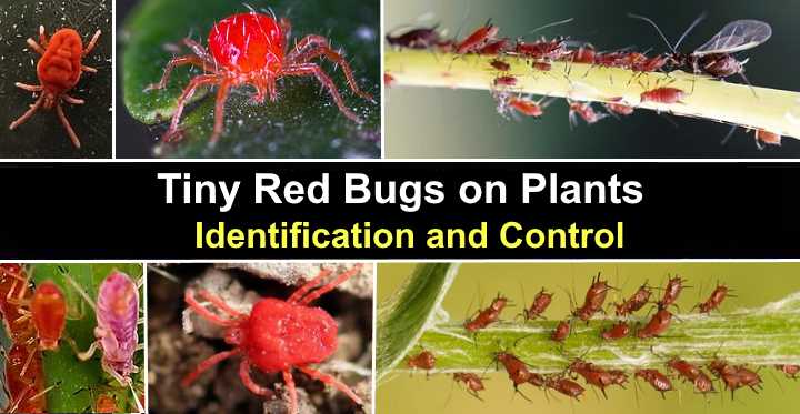 Tiny Red Bugs On Plants With Pictures Identification And Control   Post1977 