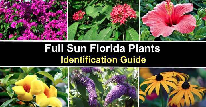 19 Full Sun Florida Plants (Flowers, Shrubs) - Pictures and Identification