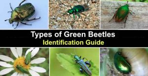 Types of Green Beetles (With Pictures) - Identification Guide