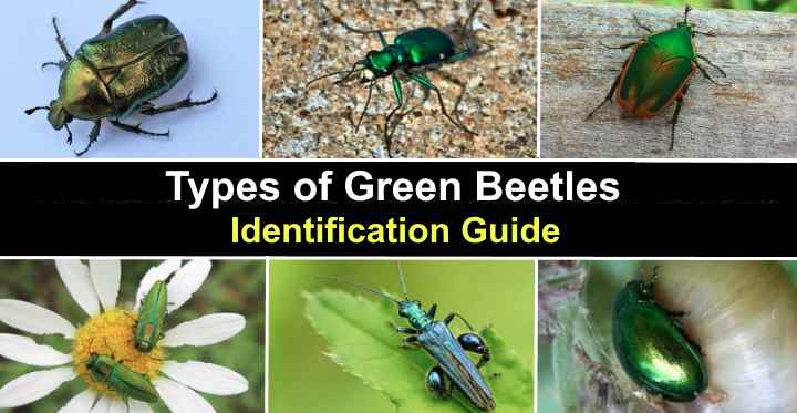 Types of Green Beetles (With Pictures) - Identification Guide