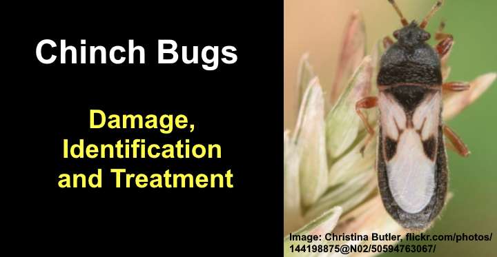 Chinch Bugs Damage Identification And Treatment With Pictures