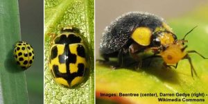 Types of Yellow Beetles (With Pictures) - Identification Guide