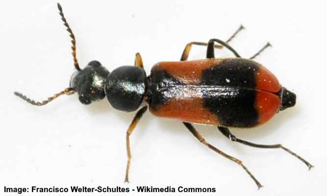 Types of Orange Beetles (With Pictures) - Identification Guide