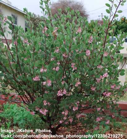 Baker’s Manzanita (Arctostaphylos bakeri ‘Louis Edmunds’)