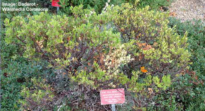 Vine Hill Manzanita (Arctostaphylos densiflora)